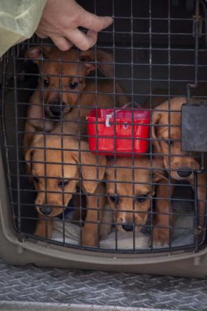 The dogs were evacuated from the Abaco Islands in the Bahamas, heavily damaged by Hurricane Dorian. The dogs’ flight to Georgetown was delayed weeks to give people the chance to reclaim their pets.