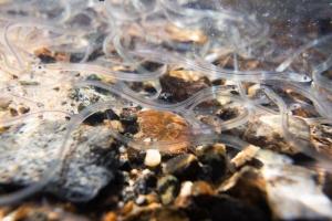 Migration of fish such as American shad, salmon, and American eels (such as these juvenile “glass” eels) between the ocean and freshwater rivers and creeks is often blocked by dams. Projects to restore fish passage at dams is one topic of discussion at the next Inland Bays Science Committee meeting.