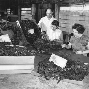 Workers in Delaware prepare wreaths for transportation and sale. SUBMITTED PHOTO