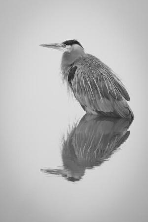 “Grey Heron,” photograph by Deb Payette, Coastal Camera Club.