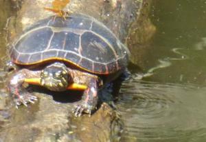 This box turtle on Red Mill Pond attracted a dragonfly fiend.