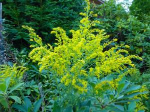 Mill Pond Garden includes native goldenrod as part of its wildlife habitat.