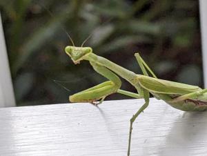 Praying mantises are frequent sights at Mill Pond Garden.