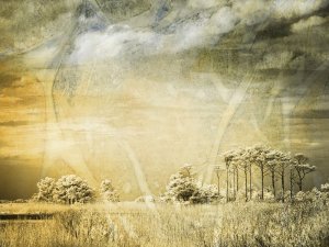 “On Gordons” by Suzanne Kricker.