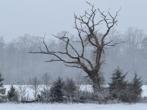 “Winter Solace” by Diva Clendenin.