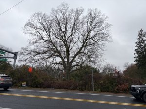 The tree as it stood in November. RYAN MAVITY PHOTO