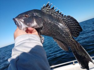 Relaxed rules for black sea bass should put more fish in more coolers. ERIC BURNLEY PHOTO