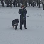 Kyle Parker takes a stroll with his Bernese Mountain Dog Tucker.