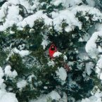 A resilient cardinal endures the winter storm in Lewes. Photo by Gary Papp.