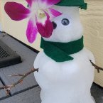 Meet Feisty, Kathy Kreft’s snowball in Fenwick Island.