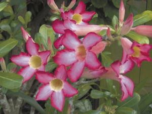 The leathery leaves and five petaled flowers contrast nicely with the thick swollen trunk.
