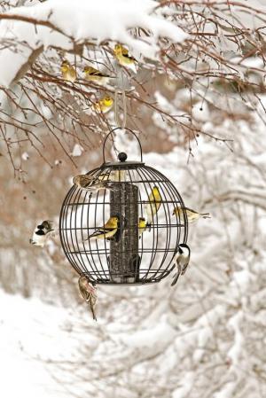 Feeders increase the number and diversity of birds visiting your garden. SUBMITTED PHOTO