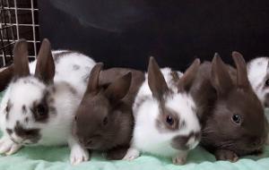 First State Rabbit and Cavy Club Rabbit Show, rabbit, cavy, rabbit show, cavy show, Wicomico Youth & Civic Center, First State Rabbit and Cavy Club, Salisbury, Maryland
