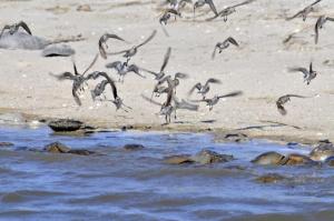 At a recent symposium examining emerging contaminants, a University of Delaware researcher presented a study that found chemicals in sunscreen may be severely stunting the growth of horseshoe crabs. That study was one of more than eight presentations on how chemicals are affecting Delaware’s waterways. RON MACARTHUR PHOTO