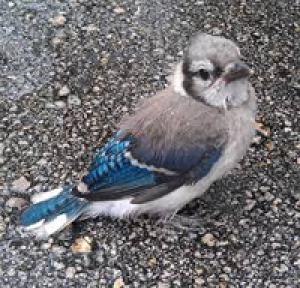 Think Twice Before Rescuing Young Wildlife Cape Gazette Think Twice Before Rescuing Young Wildlife Cape Gazette