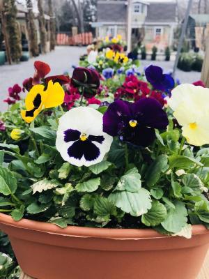 Wharton’s Garden Center Flowers Pansies Spring Gardening