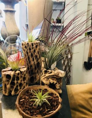 Wharton’s Garden Center plants gifts