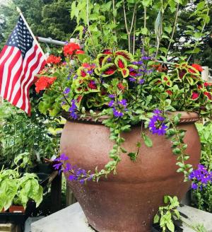 Wharton’s Garden Center Flowers plants hanging baskets perennials annuals