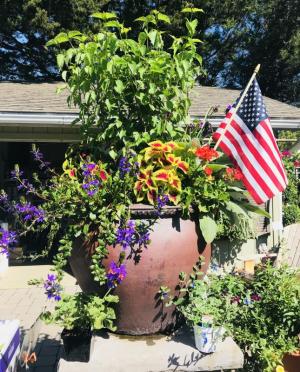 Wharton’s Garden Center Flowers plants hanging baskets perennials annuals