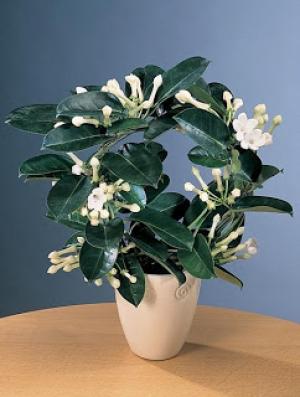 You Can Propagate Madagascar Jasmine From Cuttings Or Seeds Cape Gazette