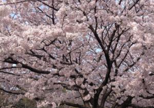 In Japan, the flowering cherry tree or "Sakura" is an exalted flowering plant. SUBMITTED PHOTO