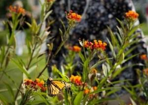 Lewes in Bloom members will present a program about butterfly gardens at the Historic Lewes Farmers Market Aug. 14. SUBMITTED PHOTO