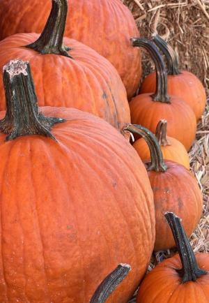 Plenty of pumpkins will be seen at the Oct. 29 Lewes farmers market. SUBMITTED PHOTO