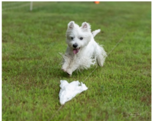 Blue Heron Agility Dogs will host events Feb. 13-15 for canines that like to run. SUBMITTED PHOTO